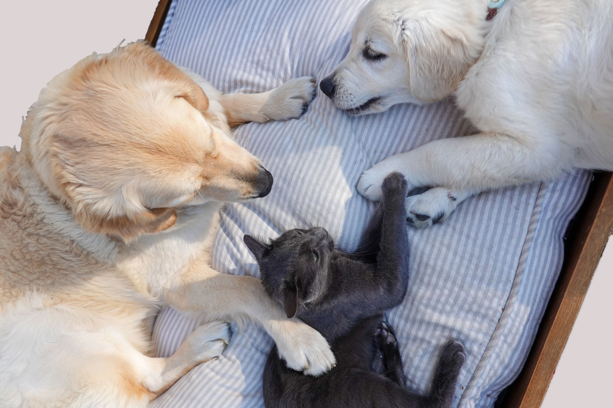 Pet Essentials